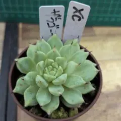 エケベリ屋✡️銀天女×ザラゴーサ✡️多肉 抜き苗 エケー 寄せ植え エケベリ屋✡️銀天女×ザラゴーサ✡️多肉 抜き苗 エケー 寄せ植え