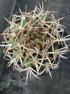 メルカリ便発送☆サボテン エキノカクタス属 雷帝×花王丸(国内実生苗