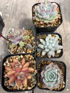 韓国苗　エケベリア　5種セット　美苗