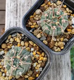 多肉植物　サボテン　☆ギムノカリキウム　バッテリー　２本セット☆のサムネイル
