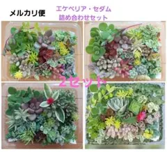 ★多肉植物★ エケベリア・セダム カット苗 お任せ詰め合わせ 2セット
