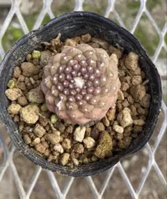 2026年最新】コピアポア 種の人気アイテム - メルカリ