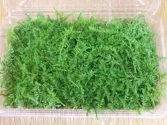 2026年最新】シノブ苔の人気アイテム - メルカリ