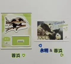 パンダ アドベンチャーワールド 歴代パンダのブラインド ミニカード