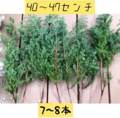 ヒムロスギ☆希少ロングカット40cm40本‼️宅配発送‼️ ヒムロスギ☆希少ロングカット40cm40本‼️宅配発送‼️ ヒムロスギ