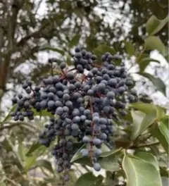 2026年最新】ネズミモチの人気アイテム - メルカリ