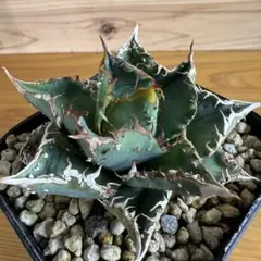 2026年最新】金蟾 アガベの人気アイテム - メルカリ