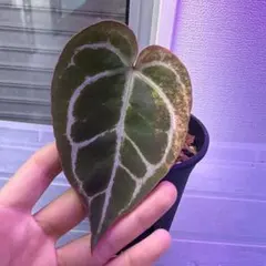 M*r様 Anthurium Equator Redbone✖️RC(purpl - メルカリ