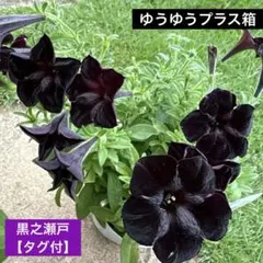 希少】ペチュニア 万葉の美シリーズ 黒之瀬戸 ポット苗《4/22》 - メルカリ
