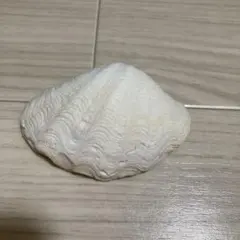 天然貝殻（シャコガイ）
