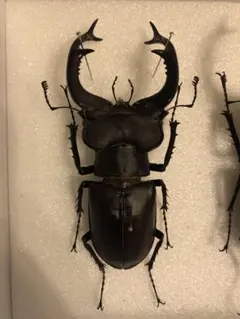 ユダイクスミヤマクワガタ　オス　90mm up ユダイクスミヤマクワガタ♂96mmペア : insectGreenHouse - 通販