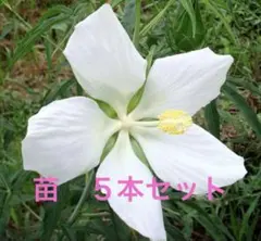 モミジアオイ　苗　５本のサムネイル