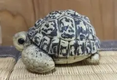 爬虫類