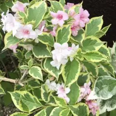 yamseta様 リクエスト 2点 まとめ商品