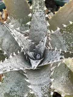 DBディッキア Dyckia Bill Baker hybrid #133 - メルカリ