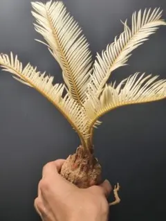 2025年最新】金環ソテツの人気アイテム - メルカリ