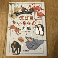 Item thumbnail for item 581d1062-7687-499c-9fe8-0e0cb1d2a16b