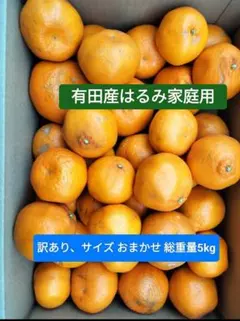 大特価♥おいしい、希少品種、有田産はるみ、家庭用。サイズおまかせで総重量10kg