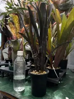 極上株ビルベルギア ダークプリンス Billbergia Dark Prince 極上株ビルベルギア ダークプリンス Billbergia Dark Prince - メルカリ