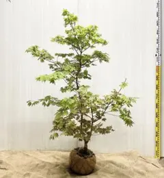 コハウチワカエデ　株立ち　243 コハウチワカエデ 株立ち 243 - メルカリ