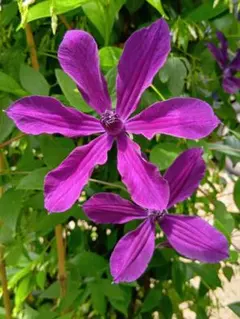 ももんぐ様 リクエスト 2点 まとめ商品