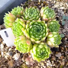 kuu45様 リクエスト 2点 まとめ商品