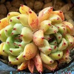 NEW❗️【レア種】大人気エケベリア　韓国苗　沙羅姫牡丹　美苗　厳選苗　多肉植物❣️のサムネイル