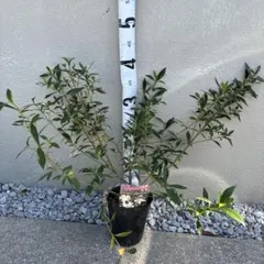 ヒメクチナシのサムネイル