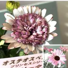 user_a50fc9e1様 リクエスト 2点 まとめ商品