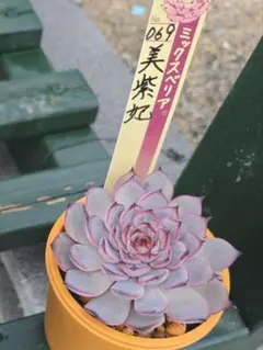 おらいさん✡️芍薬牡丹&百合牡丹✡️紅葉中ミックスベリア 多肉 抜き苗 おらいさん✡️芍薬牡丹&百合牡丹✡️紅葉中ミックスベリア 多肉 抜き