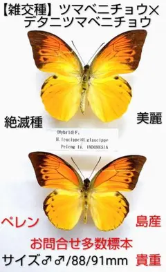 ヒイロツマベニチョウ♂♀ 標本 ☆ケラング島産☆入荷少ない島極美麗