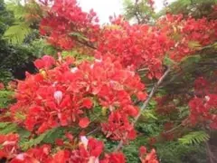 第四種] オハイアリイ オオゴチョウ ハワイ王族の木 ハワイアン 抜き苗