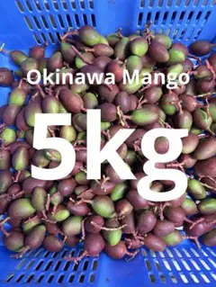 沖縄産 摘果マンゴー（送料無料） - メルカリ