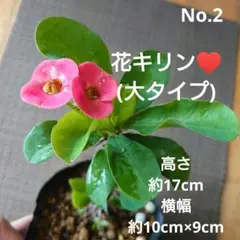 No.2【沖縄から♪】花キリン(大タイプ)♥️開花中♪のサムネイル