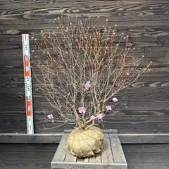 アカヤシオツツジ　大株　【品番3639】 アカヤシオツツジ 大株 【品番3639】 - メルカリ