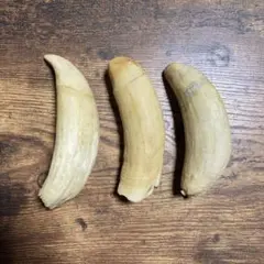 2026年最新】マッコウクジラの歯の人気アイテム - メルカリ