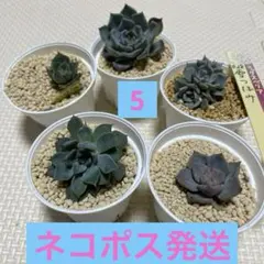 ネコポス発送　多肉植物　5苗　キスミー　おらいさん　雪つぼみ　ピンス他のサムネイル