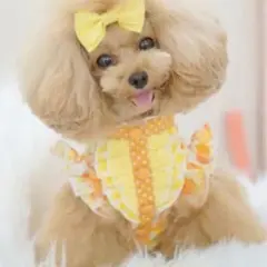 オレンジ・イエロー フリル付き犬服 小型犬用