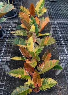 タイ産 tc フィロデンドロン キャラメルマーブル 斑入り 大株