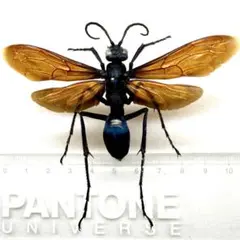 2026年最新】Tarantula Hawkの人気アイテム - メルカリ