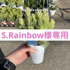 S.Rainbow様専用のサムネイル