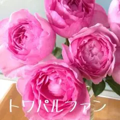 ぱむ様ご確認用　薔薇苗　切花品種　イヴ系＋ペルジーク
