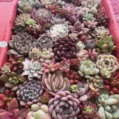 【259】多肉植物 カット苗 詰め合わせ 寄せ植えセット