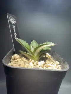 アガベ 錦 貴重な希少種 輸入株 極上美株 特大株アガベ 吉祥冠錦 黄覆輪 特美株 激レア高級多肉植物 狂強刺し