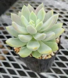 *chic*様 リクエスト 2点 まとめ商品