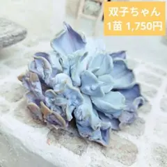 スリラーパール(大苗)◎多肉植物 カット苗 韓国苗 エケベリア等 スリラーパール(大苗)◎多肉植物 カット苗 韓国苗 エケベリア等