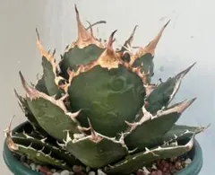 2025年最新】太陽神 アガベの人気アイテム - メルカリ