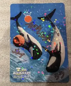 イロワケイルカ レア VOL.2 コレクションカード 鳥羽水族館 カイ レア ララ カイ イロワケイルカ コレクションカードvol.2 鳥羽水族館 ララ その他