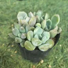 多肉植物 年に1度の大セール5苗セット￥1000 ジェニア | Mercari