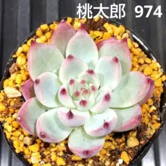 香織様 リクエスト 3点 まとめ商品